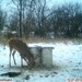 Hanke's Hunts Kansas Game Camera Photo