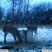 Hanke's Hunts Kansas Game Camera Photo