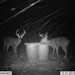 Hanke's Hunts Kansas Game Camera Photo