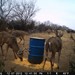 Hanke's Hunts Kansas Game Camera Photo