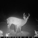 Hanke's Hunts Kansas Game Camera Photo