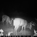 Hanke's Hunts Kansas Game Camera Photo