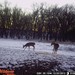 Hanke's Hunts Kansas Game Camera Photo