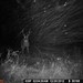 Hanke's Hunts Kansas Game Camera Photo