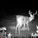 Hanke's Hunts Kansas Game Camera Photo