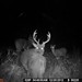 Hanke's Hunts Kansas Game Camera Photo