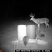 Hanke's Hunts Kansas Game Camera Photo