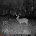 Hanke's Hunts Kansas Game Camera Photo