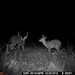 Hanke's Hunts Kansas Game Camera Photo
