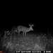 Hanke's Hunts Kansas Game Camera Photo