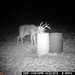 Hanke's Hunts Kansas Game Camera Photo