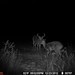 Hanke's Hunts Kansas Game Camera Photo