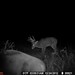 Hanke's Hunts Kansas Game Camera Photo