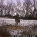 Hanke's Hunts Kansas Game Camera Photo