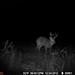 Hanke's Hunts Kansas Game Camera Photo