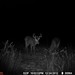 Hanke's Hunts Kansas Game Camera Photo