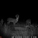 Hanke's Hunts Kansas Game Camera Photo