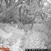 Hanke's Hunts Kansas Game Camera Photo