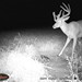 Hanke's Hunts Kansas Game Camera Photo