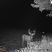 Hanke's Hunts Kansas Game Camera Photo