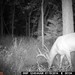 Hanke's Hunts Kansas Game Camera Photo