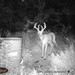 Hanke's Hunts Kansas Game Camera Photo