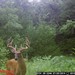 Hanke's Hunts Kansas Game Camera Photo