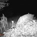 Hanke's Hunts Kansas Game Camera Photo