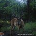 Hanke's Hunts Kansas Game Camera Photo