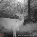 Hanke's Hunts Kansas Game Camera Photo