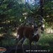 Hanke's Hunts Kansas Game Camera Photo