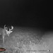 Hanke's Hunts Kansas Game Camera Photo
