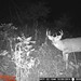 Hanke's Hunts Kansas Game Camera Photo
