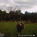 Hanke's Hunts Kansas Game Camera Photo