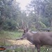 Hanke's Hunts Kansas Game Camera Photo