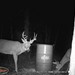 Hanke's Hunts Kansas Game Camera Photo