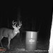 Hanke's Hunts Kansas Game Camera Photo