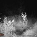 Hanke's Hunts Kansas Game Camera Photo