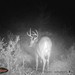 Hanke's Hunts Kansas Game Camera Photo