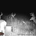 Hanke's Hunts Kansas Game Camera Photo