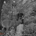 Hanke's Hunts Kansas Game Camera Photo