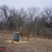 Hanke's Hunts Kansas Game Camera Photo