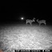 Hanke's Hunts Kansas Game Camera Photo