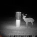 Hanke's Hunts Kansas Game Camera Photo
