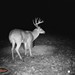 Hanke's Hunts Kansas Game Camera Photo