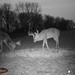 Hanke's Hunts Kansas Game Camera Photo