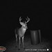 Hanke's Hunts Kansas Game Camera Photo