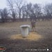 Hanke's Hunts Kansas Game Camera Photo