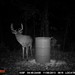 Hanke's Hunts Kansas Game Camera Photo