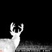 Hanke's Hunts Kansas Game Camera Photo